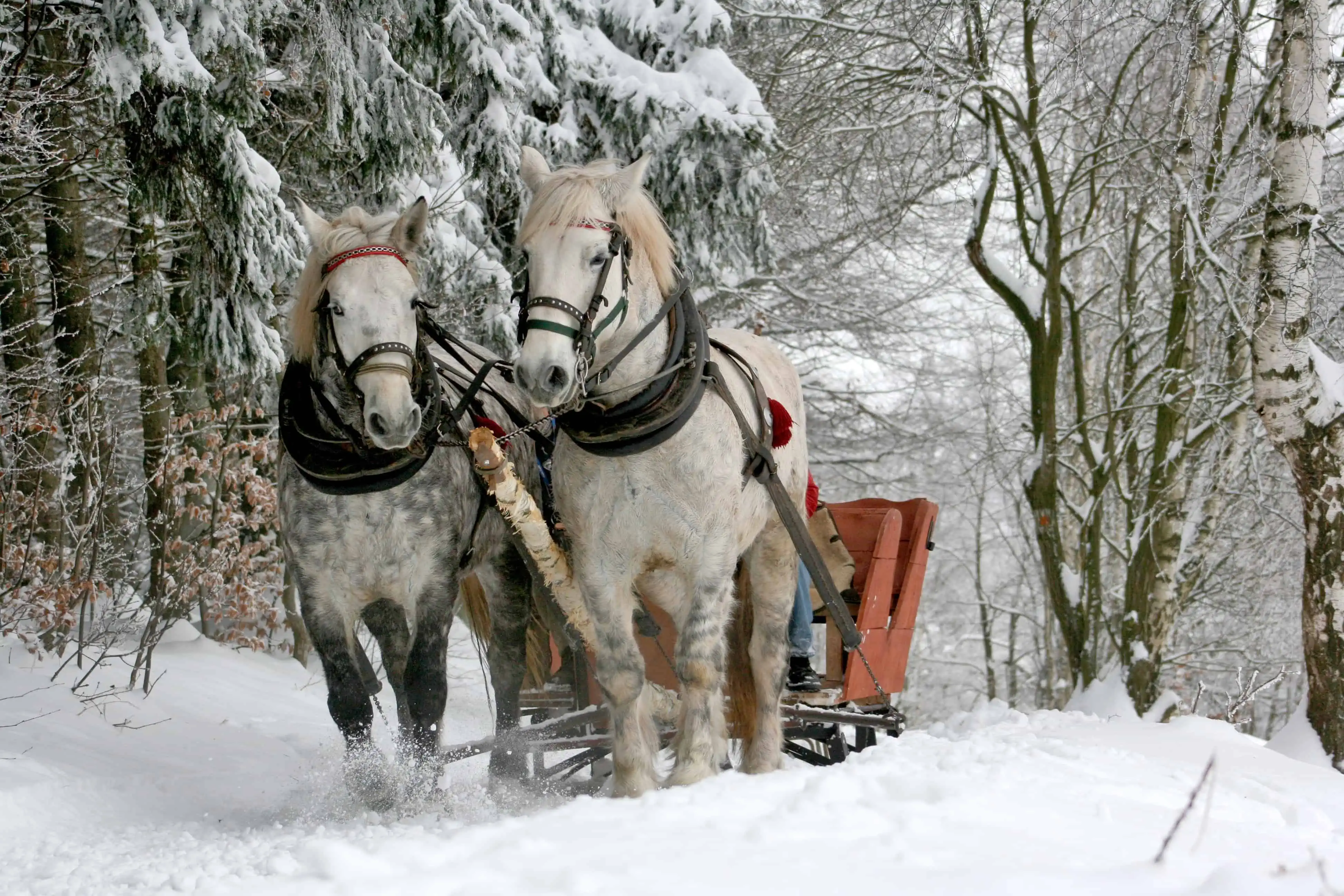 A picture of two horses pulling a sleigh through the snow with trees on both sides.